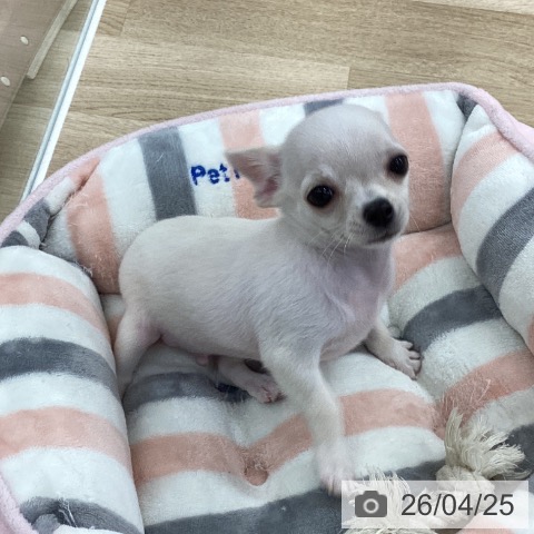 愛知県のチワワ(ロング) (ペットプラス 千音寺店/2026年2月5日生まれ/男の子/クリーム)の子犬の4枚目の画像