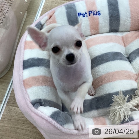 愛知県のチワワ(ロング) (ペットプラス 千音寺店/2026年2月5日生まれ/男の子/クリーム)の子犬の3枚目の画像