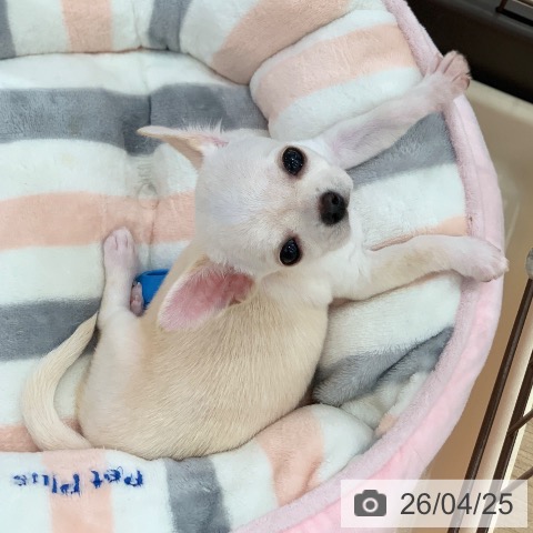 岐阜県のチワワ(ロング) (ペットプラス 光ケ丘店/2026年2月5日生まれ/女の子/クリームホワイト)の子犬の4枚目の画像