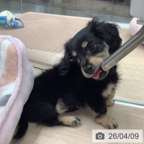 石川県のカニンヘンダックスフンド(ロング) (ペットプラス 白山店/2026年2月5日生まれ/女の子/ブラックタン)の子犬の4枚目の画像