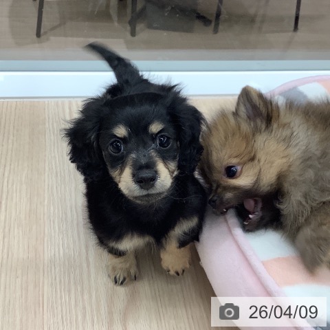 石川県のカニンヘンダックスフンド(ロング) (ペットプラス 白山店/2026年2月5日生まれ/女の子/ブラックタン)の子犬の3枚目の画像