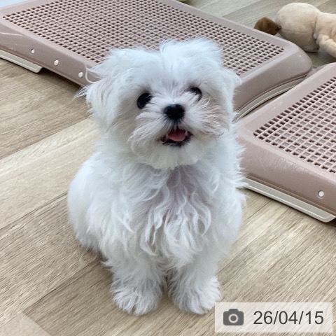 マルチーズの写真