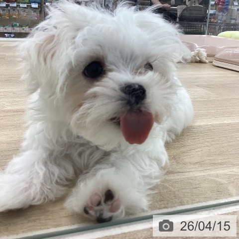 山梨県のマルチーズ (ペットプラス 甲府国母店/2026年1月29日生まれ/男の子/ホワイト)の子犬の4枚目の画像