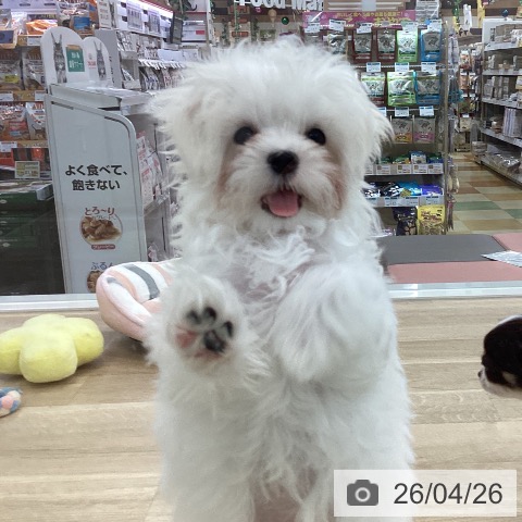 山梨県のマルチーズ (ペットプラス 甲府国母店/2026年1月29日生まれ/男の子/ホワイト)の子犬の3枚目の画像
