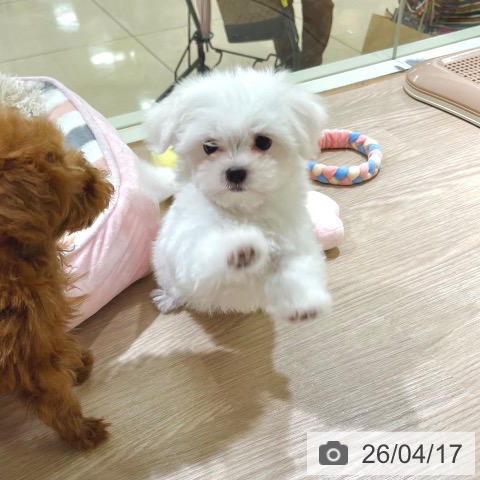 東京都のマルチーズ (ペットプラス 板橋店/2026年2月5日生まれ/女の子/ホワイト)の子犬の4枚目の画像