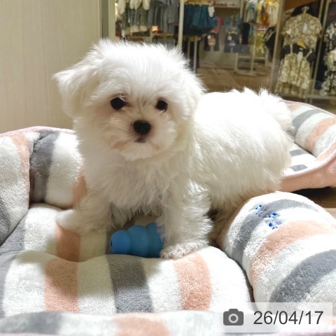 東京都のマルチーズ (ペットプラス 板橋店/2026年2月5日生まれ/女の子/ホワイト)の子犬の3枚目の画像