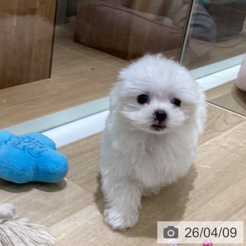 マルチーズの写真