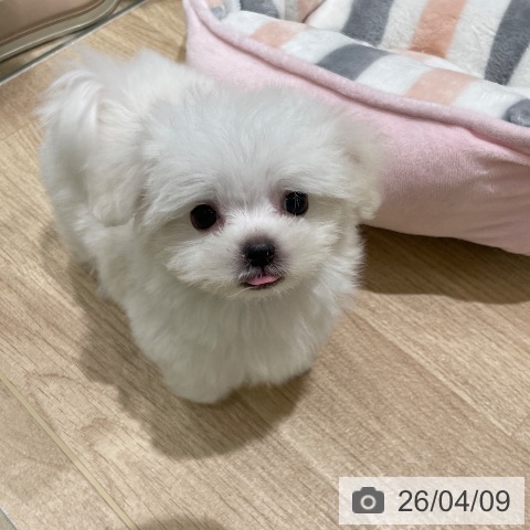 マルチーズの写真