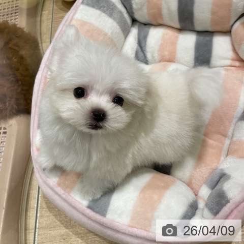 マルチーズの写真