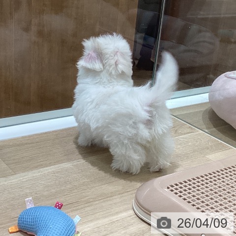 マルチーズの写真