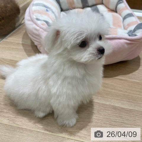 マルチーズの写真