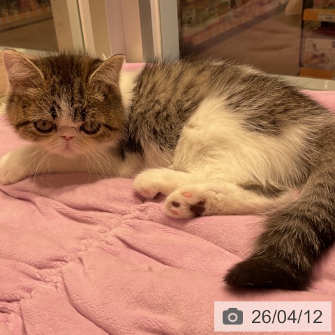 三重県のエキゾチック (ペットプラス 鈴鹿店/2026年1月15日生まれ/女の子/ブラウンタビーホワイト)の子猫の4枚目の画像