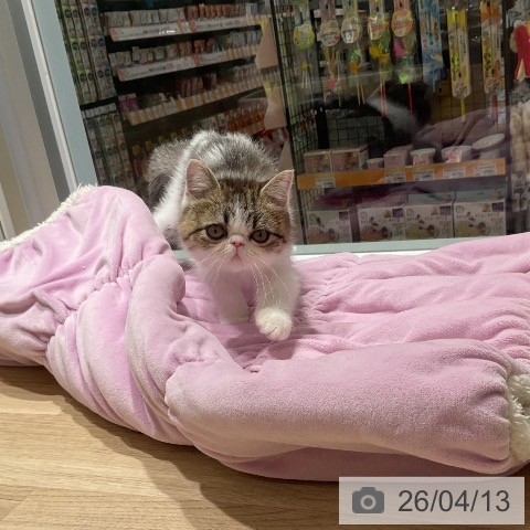 三重県のエキゾチック (ペットプラス 鈴鹿店/2026年1月15日生まれ/女の子/ブラウンタビーホワイト)の子猫の3枚目の画像