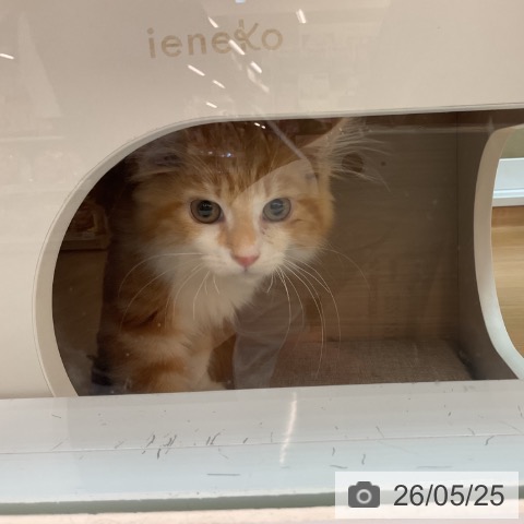 メインクーンの写真