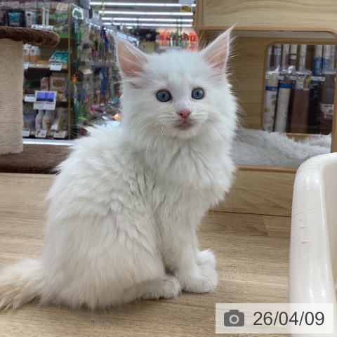 メインクーンの写真