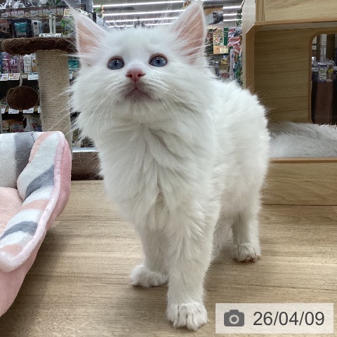 メインクーンの写真