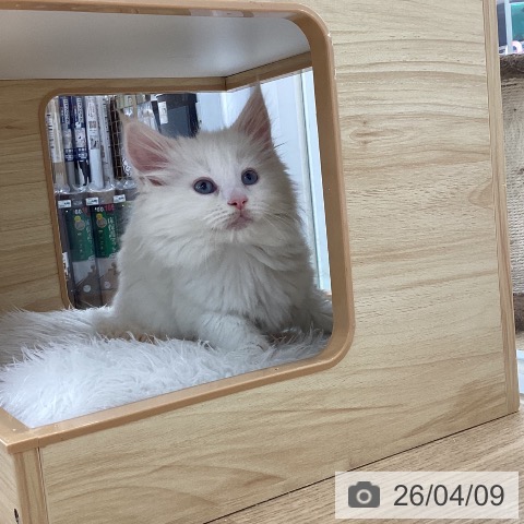 メインクーンの写真