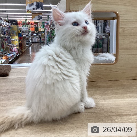 メインクーンの写真