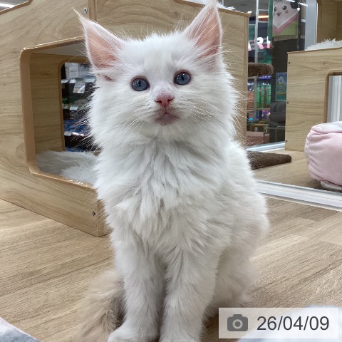 メインクーンの写真