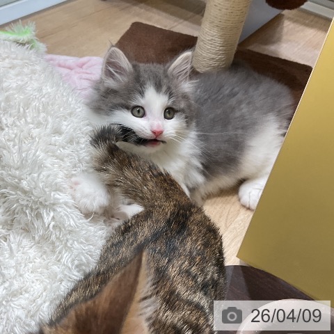 愛知県のノルウェージャンフォレストキャット (ペットプラス ナゴヤドーム前店/2026年2月5日生まれ/男の子/ブルーホワイト)の子猫の4枚目の画像