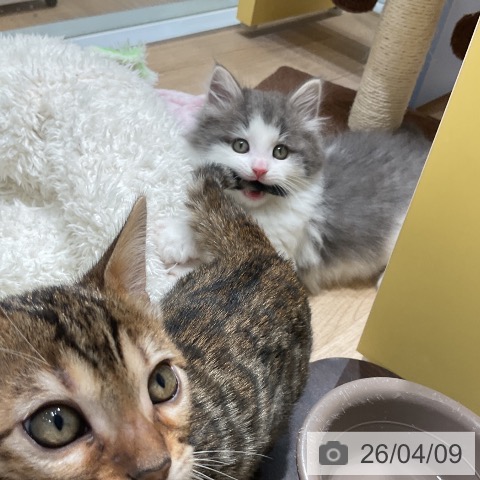 愛知県のノルウェージャンフォレストキャット (ペットプラス ナゴヤドーム前店/2026年2月5日生まれ/男の子/ブルーホワイト)の子猫の3枚目の画像