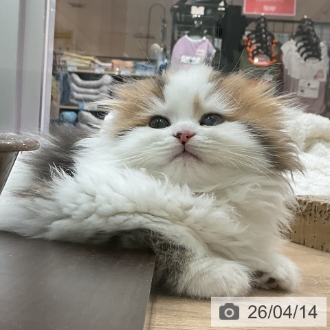 スコティッシュフォールドの写真