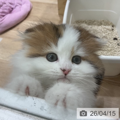 スコティッシュフォールドの写真