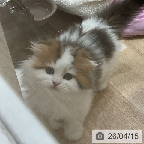 スコティッシュフォールドの写真