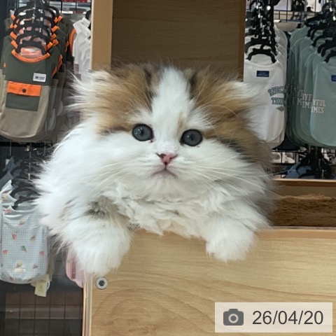 愛知県のスコティッシュフォールド (ペットプラス 熱田店/2026年2月6日生まれ/男の子/ブラウンタビーホワイト)の子猫の3枚目の画像