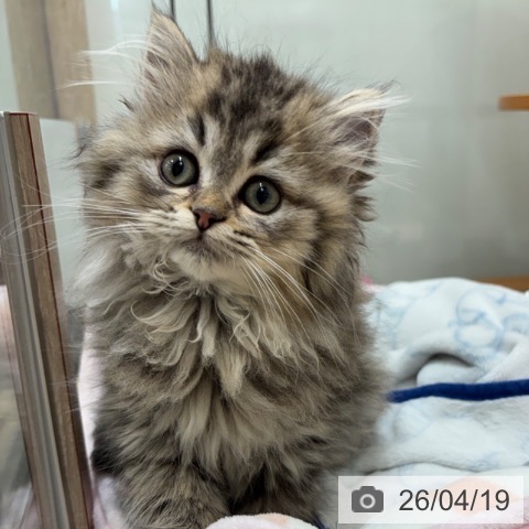 大阪府のスコティッシュフォールド (ペットプラス イオン大日店/2026年1月23日生まれ/女の子/ブラウンタビー)の子猫の4枚目の画像