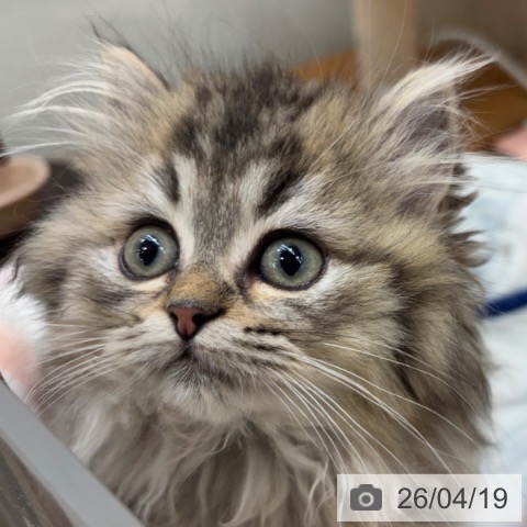 大阪府のスコティッシュフォールド (ペットプラス イオン大日店/2026年1月23日生まれ/女の子/ブラウンタビー)の子猫の3枚目の画像