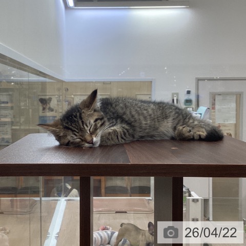 愛知県のミヌエット (ペットプラス 豊田店/2026年2月6日生まれ/男の子/ブラウンタビー)の子猫の3枚目の画像