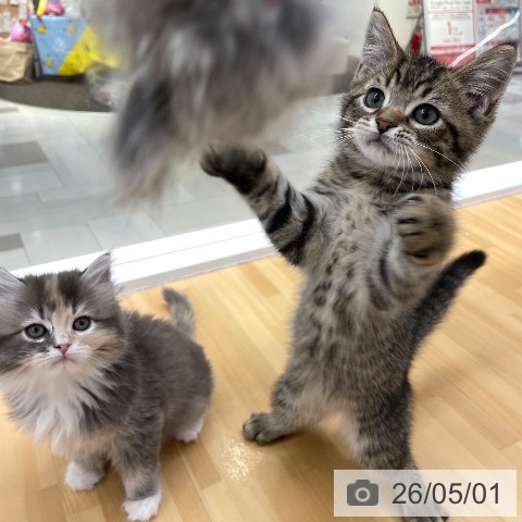 愛知県のミヌエット (ペットプラス 豊田店/2026年2月6日生まれ/男の子/ブラウンタビー)の子猫の4枚目の画像