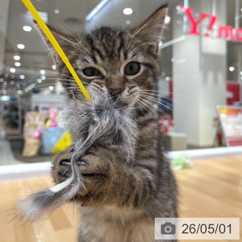 愛知県のミヌエット (ペットプラス 豊田店/2026年2月6日生まれ/男の子/ブラウンタビー)の子猫の3枚目の画像
