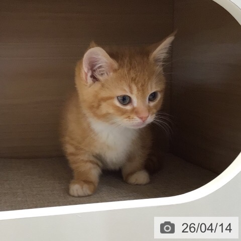 岐阜県のミヌエット (ペットプラス 各務原店/2026年2月6日生まれ/女の子/レッドタビーホワイト)の子猫の4枚目の画像