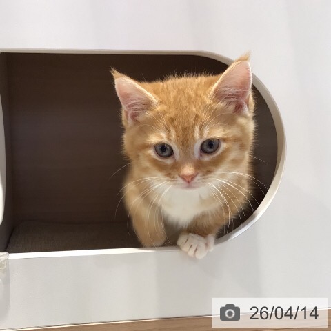 岐阜県のミヌエット (ペットプラス 各務原店/2026年2月6日生まれ/女の子/レッドタビーホワイト)の子猫の3枚目の画像