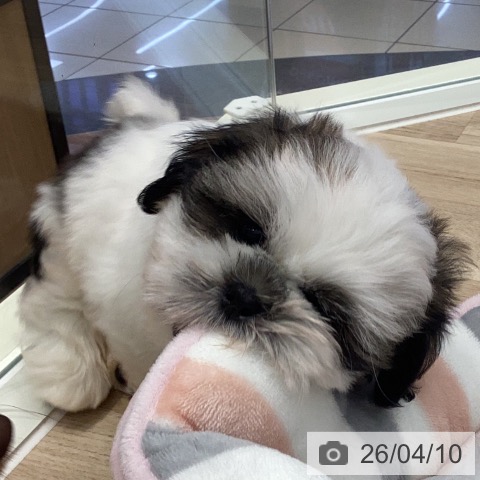 シー・ズーの写真