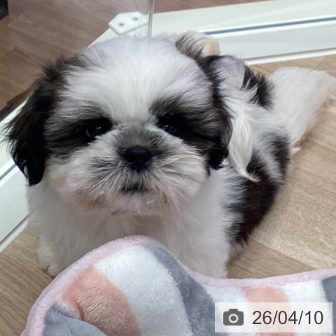 シー・ズーの写真