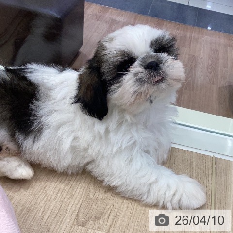 シー・ズーの写真