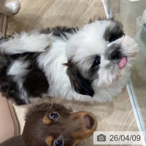 シー・ズーの写真