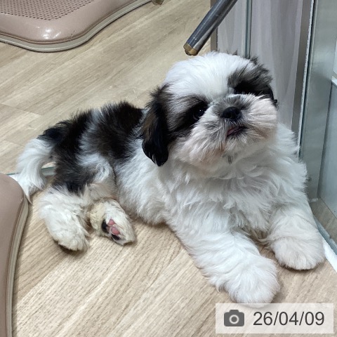 シー・ズーの写真