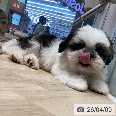 シー・ズーの写真