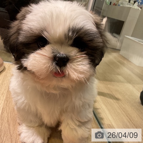 シー・ズーの写真