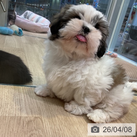 シー・ズーの写真