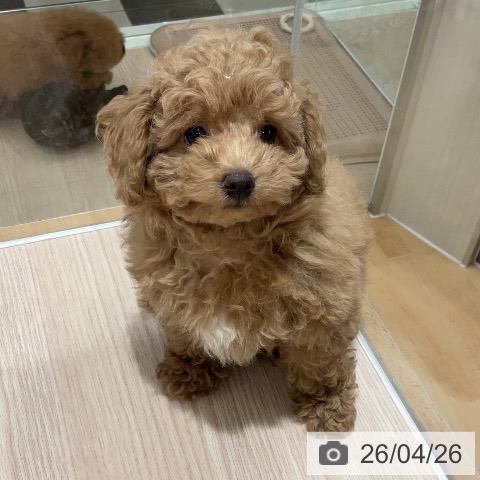 石川県のトイプードル(トイ) (ペットプラス かほく店/2026年2月6日生まれ/男の子/レッド)の子犬の4枚目の画像