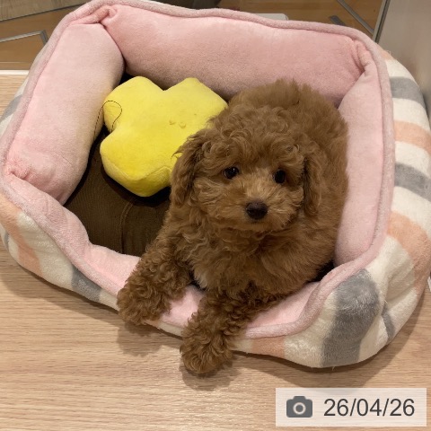 石川県のトイプードル(トイ) (ペットプラス かほく店/2026年2月6日生まれ/男の子/レッド)の子犬の3枚目の画像