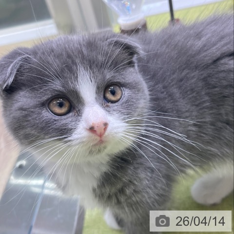 スコティッシュフォールドの写真