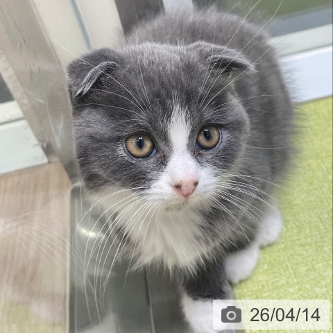 スコティッシュフォールドの写真