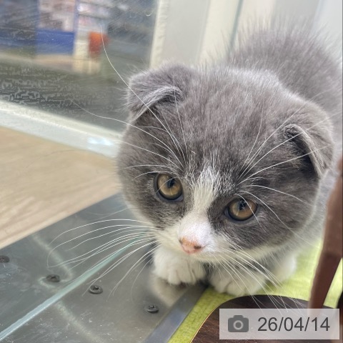 スコティッシュフォールドの写真