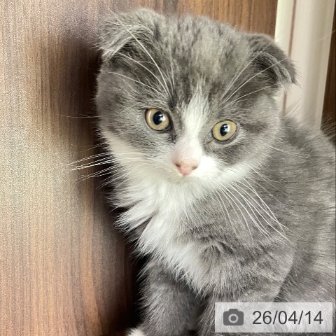 スコティッシュフォールドの写真